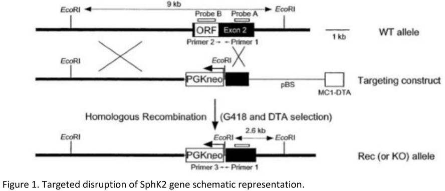 Discovering New Targets and Chemotherapy Drugs to Overcome Glioblastoma